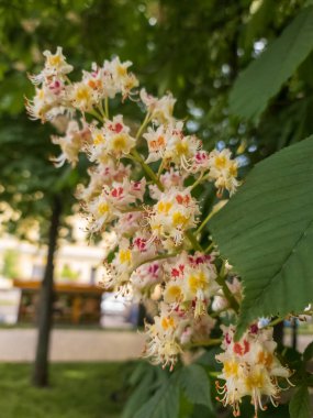 Aesculus hipocastanum baharda kolonya parkında at kestanesi açıyor.