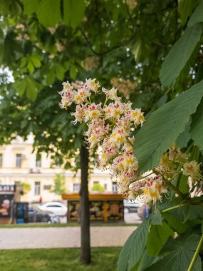 Aesculus hipocastanum baharda kolonya parkında at kestanesi açıyor.
