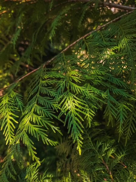 Szczegóły Zielonego Liścia Sosny Świetle — Zdjęcie stockowe