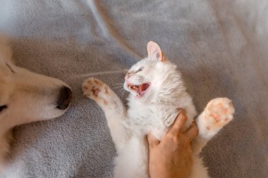Kedicik kızın elini ısırıyor. Şirin kedi, sahibini yatakta ısırıyor. Yatakta köpekle birlikte tatlı bir kedi. Köpek ve kedi.