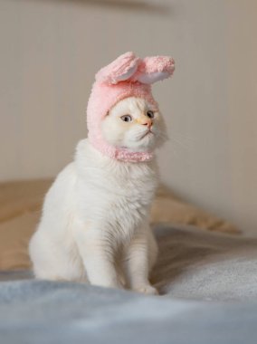 Şirin kedi tavşan kostümü giymiş kameraya bakıyor. Kedi tavşan kulaklı şirin bir şapka takıyor. Mutlu Paskalyalar.