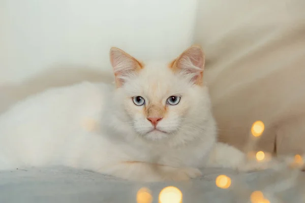 Gato Branco Está Cobertor Cinza Raios Sol Caem Sobre Gato — Fotografia de Stock