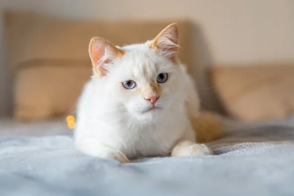 Gato Blanco Yace Sobre Una Manta Gris Los Rayos Del —  Fotos de Stock