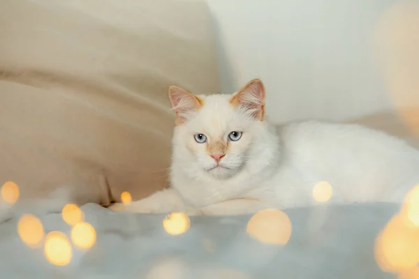 Gato Branco Está Cobertor Cinza Raios Sol Caem Sobre Gato — Fotografia de Stock