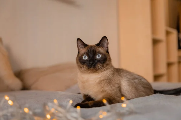 Siamese Cat Blue Eyes Bed White Light Blanket Concept Domestic — 스톡 사진