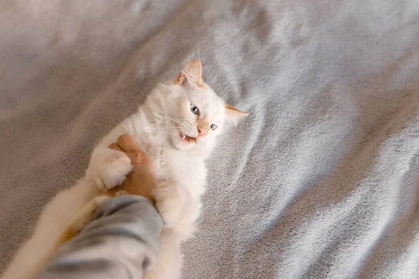 Κίτι Δαγκώνει Κορίτσι Χαριτωμένη Γάτα Δαγκώνει Ιδιοκτήτη Χέρι Στο Κρεβάτι — Φωτογραφία Αρχείου