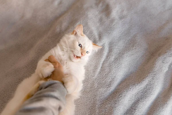 Kitty Bites Girl Hand Cute Cat Biting Owner Hand Bed — Fotografia de Stock