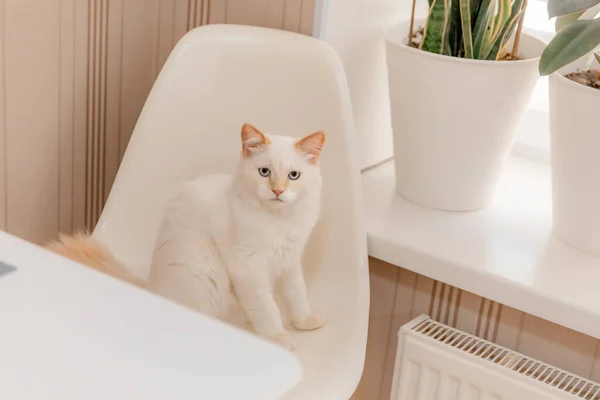 Vida Casa Com Animal Estimação Gatinho Joga Uma Cadeira — Fotografia de Stock