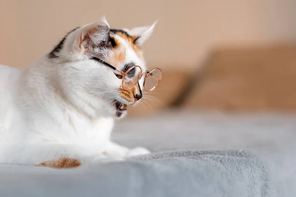 Ritratto Ravvicinato Simpatico Gatto Occhiali Sole — Foto Stock