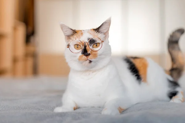 Detailní Portrét Legrační Kočky Slunečních Brýlích — Stock fotografie