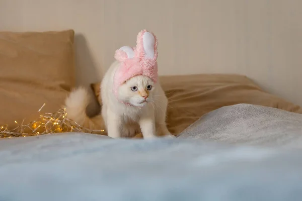 Cute kitty looks at the camera in a bunny costume. The cat is wearing a cute hat with bunny ears. Happy Easter concept.