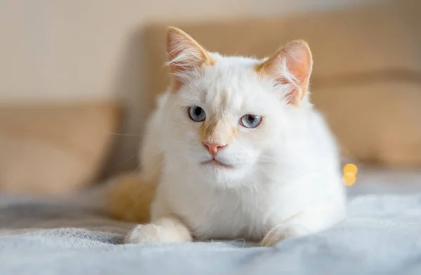 这只白猫躺在灰色的毛毯上 阳光照射在猫身上 猫在阳光下洗澡 — 图库照片