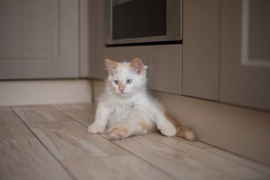 Evcil bir hayvanla ev hayatı. Kedi oyunu.