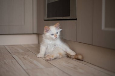 Evcil bir hayvanla ev hayatı. Kedi oyunu.