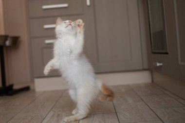 Evcil bir hayvanla ev hayatı. Kedi oyunu.