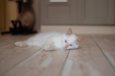 Evcil bir hayvanla ev hayatı. Kedi oyunu.