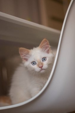 Evcil bir hayvanla ev hayatı. Kedi bir sandalyede oynuyor.