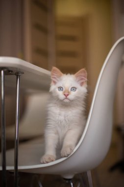 Evcil bir hayvanla ev hayatı. Kedi bir sandalyede oynuyor.