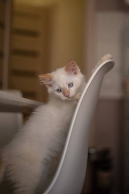 Evcil bir hayvanla ev hayatı. Kedi bir sandalyede oynuyor.