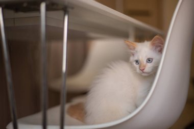 Evcil bir hayvanla ev hayatı. Kedi bir sandalyede oynuyor.