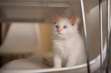 Evcil bir hayvanla ev hayatı. Kedi bir sandalyede oynuyor.