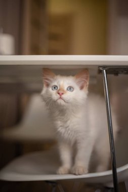 Evcil bir hayvanla ev hayatı. Kedi bir sandalyede oynuyor.