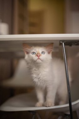 Evcil bir hayvanla ev hayatı. Kedi bir sandalyede oynuyor.