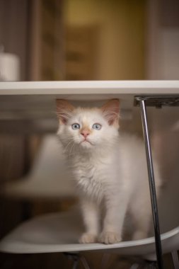 Evcil bir hayvanla ev hayatı. Kedi bir sandalyede oynuyor.