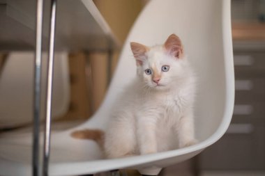 Evcil bir hayvanla ev hayatı. Kedi bir sandalyede oynuyor.