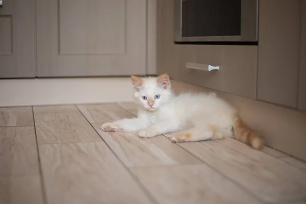 Vida Casa Con Una Mascota Gatito Jugando —  Fotos de Stock