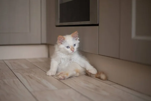 Evcil Bir Hayvanla Hayatı Kedi Oyunu — Stok fotoğraf