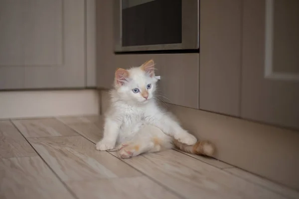 Thuis Leven Met Een Huisdier Kitten Spelen — Stockfoto