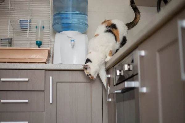 Katze Springt Vom Küchentisch — Stockfoto