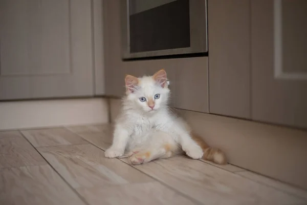 Thuis Leven Met Een Huisdier Kitten Spelen — Stockfoto