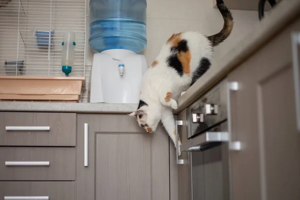 Katze Springt Vom Küchentisch — Stockfoto
