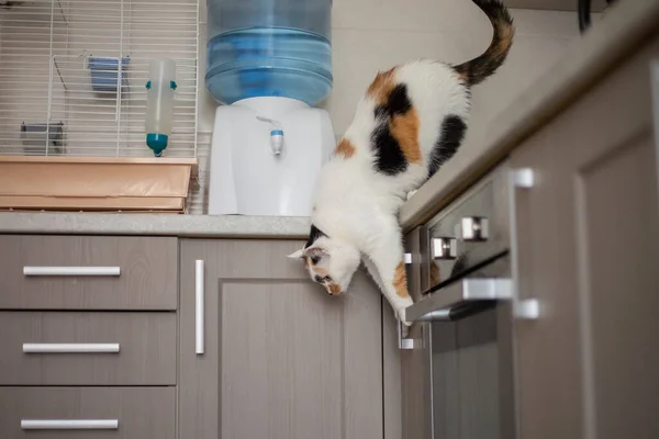 Gato Pulando Para Baixo Mesa Cozinha — Fotografia de Stock