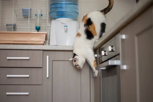 Kedi Mutfak Masasından Aşağı Atlıyor — Stok fotoğraf