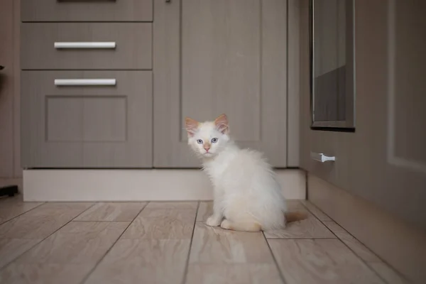 Hausleben Mit Einem Haustier Kätzchen Spielen — Stockfoto