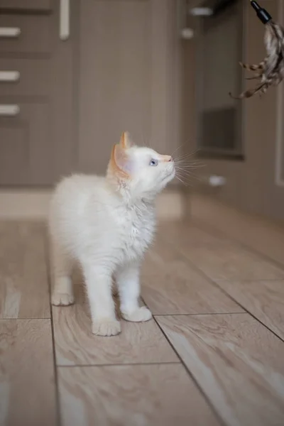 Vita Familiare Con Animale Domestico Gattino Che Gioca — Foto Stock