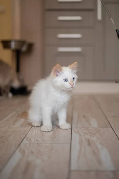 Vida Casa Com Animal Estimação Gatinho Jogando — Fotografia de Stock