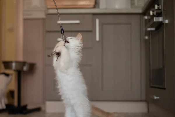 Vida Casa Com Animal Estimação Gatinho Jogando — Fotografia de Stock