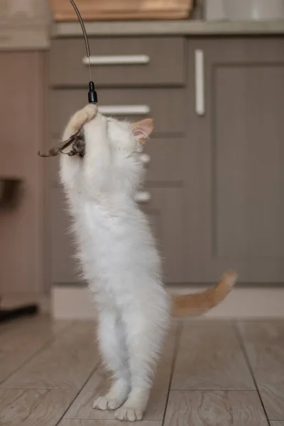 Vida Casa Com Animal Estimação Gatinho Jogando — Fotografia de Stock