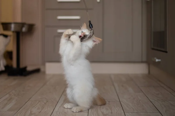 Vida Casa Com Animal Estimação Gatinho Jogando — Fotografia de Stock