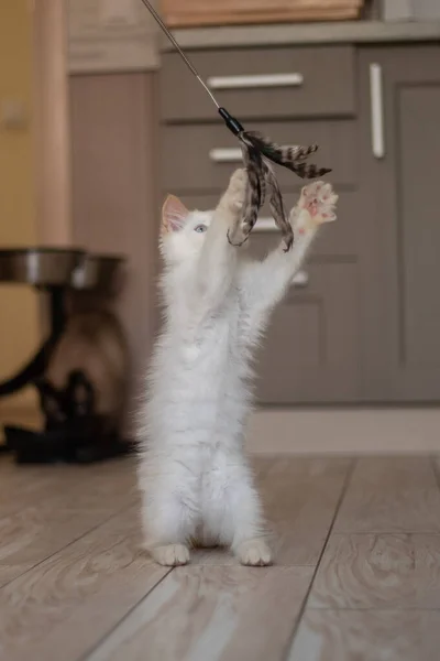 Hausleben Mit Einem Haustier Kätzchen Spielen — Stockfoto