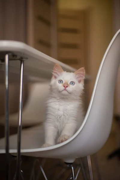 Vita Familiare Con Animale Domestico Gattino Gioca Una Sedia — Foto Stock