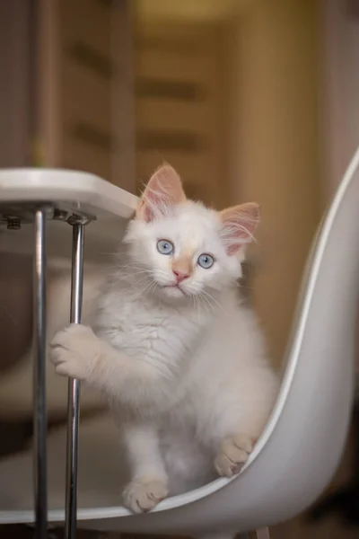Home Life Pet Kitten Plays Chair — Stock Photo, Image