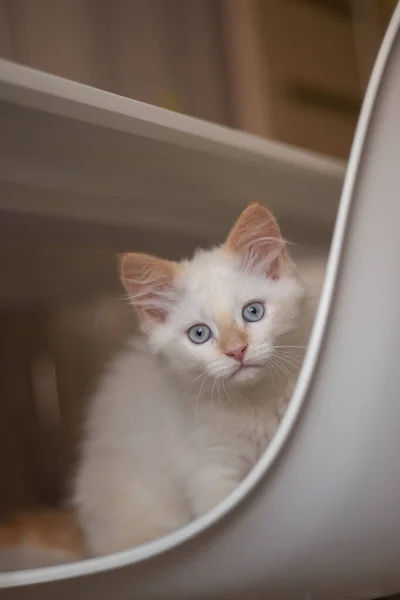 Thuis Leven Met Een Huisdier Kitten Speelt Een Stoel — Stockfoto