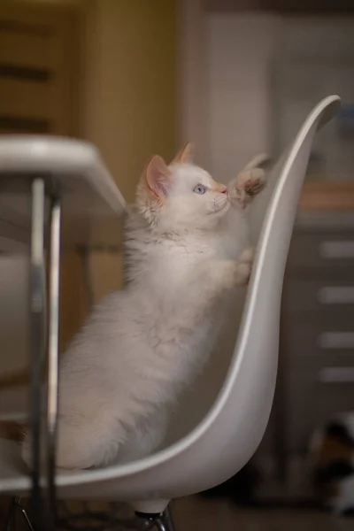 Hausleben Mit Einem Haustier Kätzchen Spielt Auf Einem Stuhl — Stockfoto