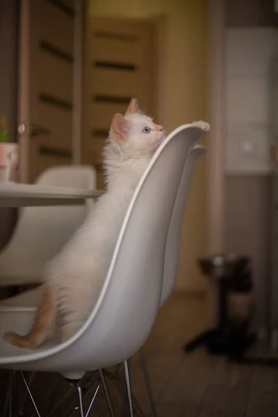 Ζωή Στο Σπίτι Ένα Κατοικίδιο Kitten Παίζει Μια Καρέκλα — Φωτογραφία Αρχείου