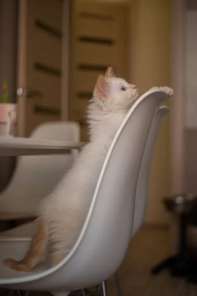 고양이가 의자에서 — 스톡 사진